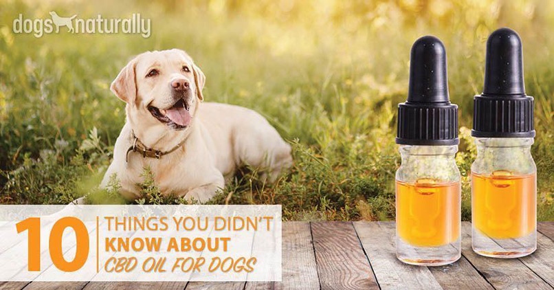 Best Cbd Oil For Dogs With Arthritis