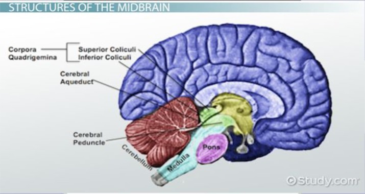 Functions Of Midbrain