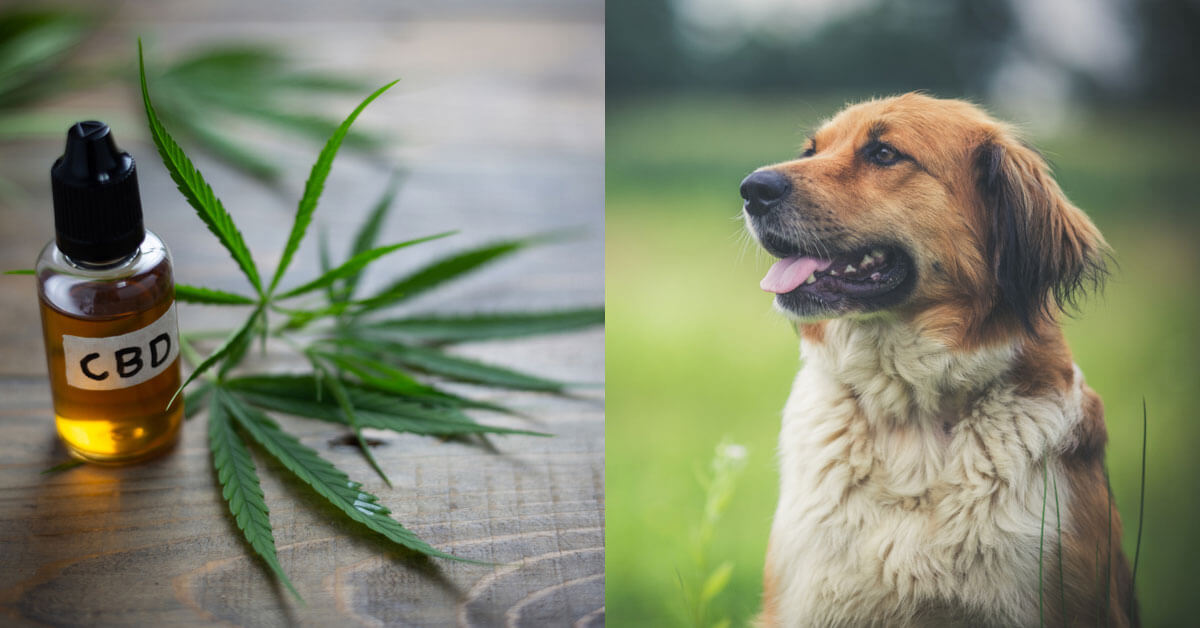 How Long Does It Take For Cbd Oil To Work In Dogs