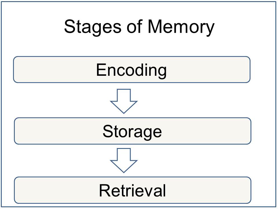 Memory Definition Psychology