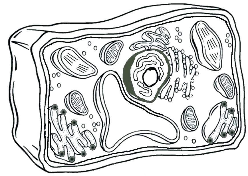 Plant Cell Without Labels