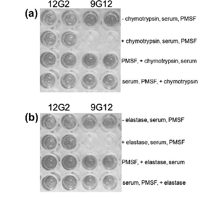 Ivermectin paste for human scabies