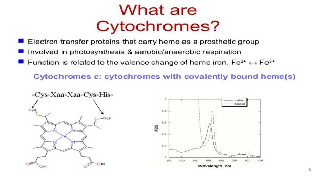 What Are Cytochromes