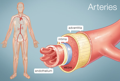 Artery Definition