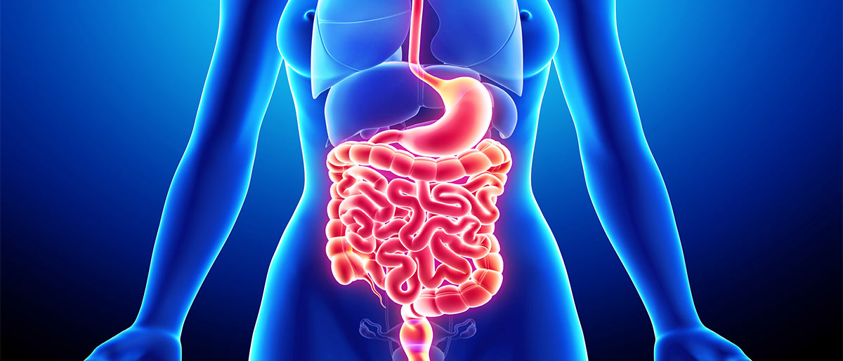 Cbd Oil And The Digestive System