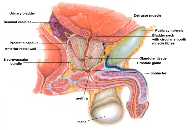 Pelvic Cancer Male