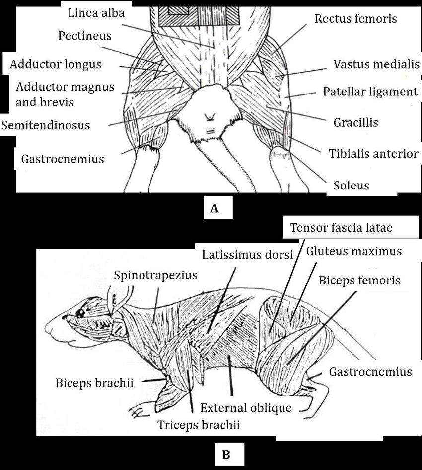 Rat Muscles