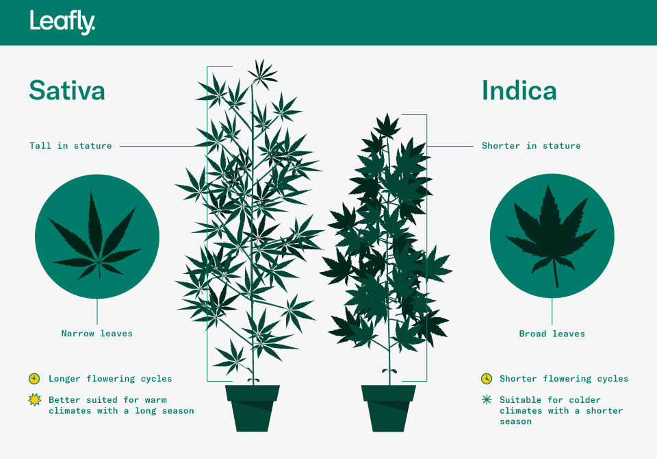 Sativa Meaning