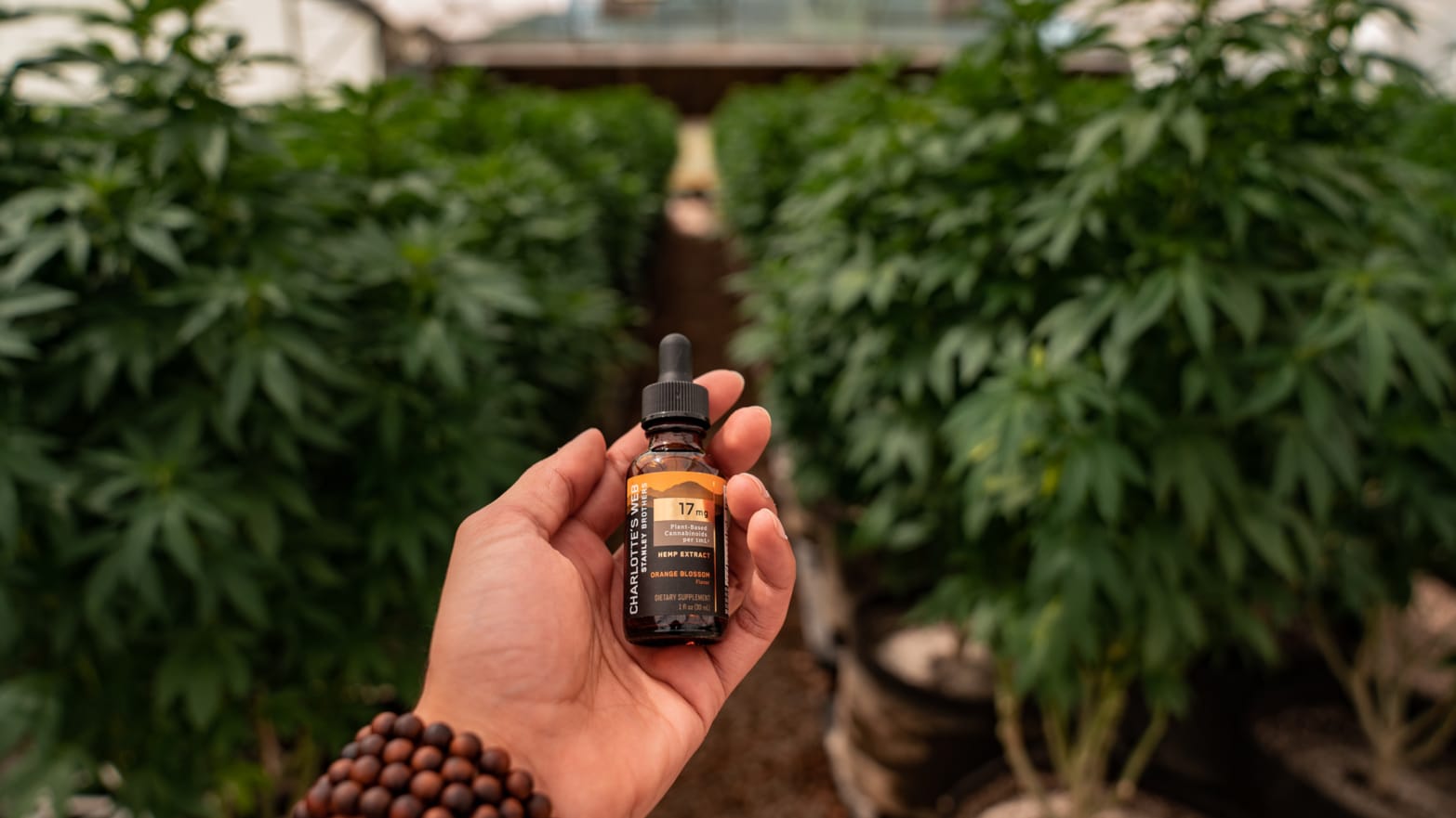 What Is Canna Hemp Cbd Oil Made From