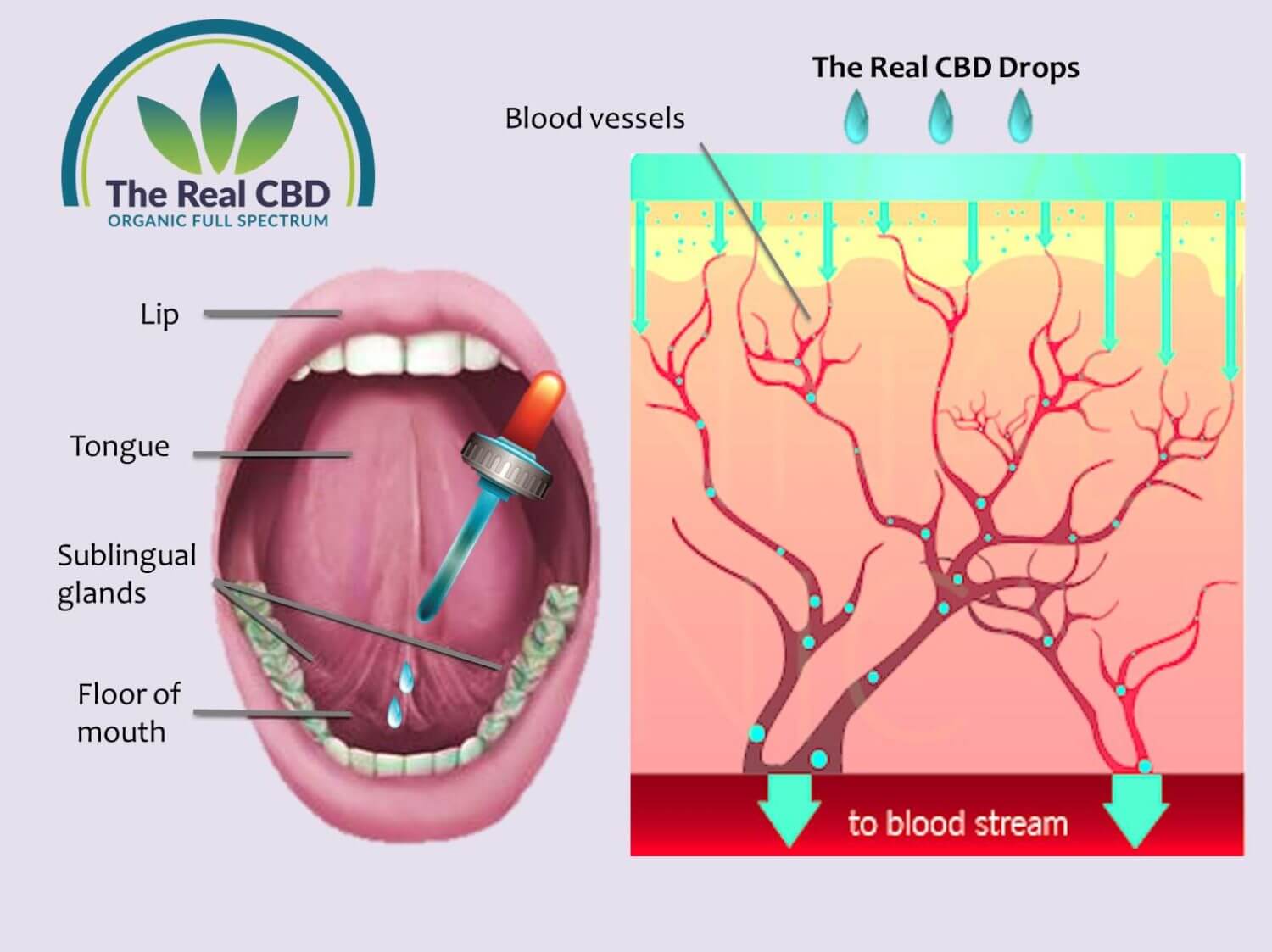 When And Why Take Cbd Oil