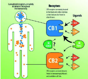 Cannabinoid System