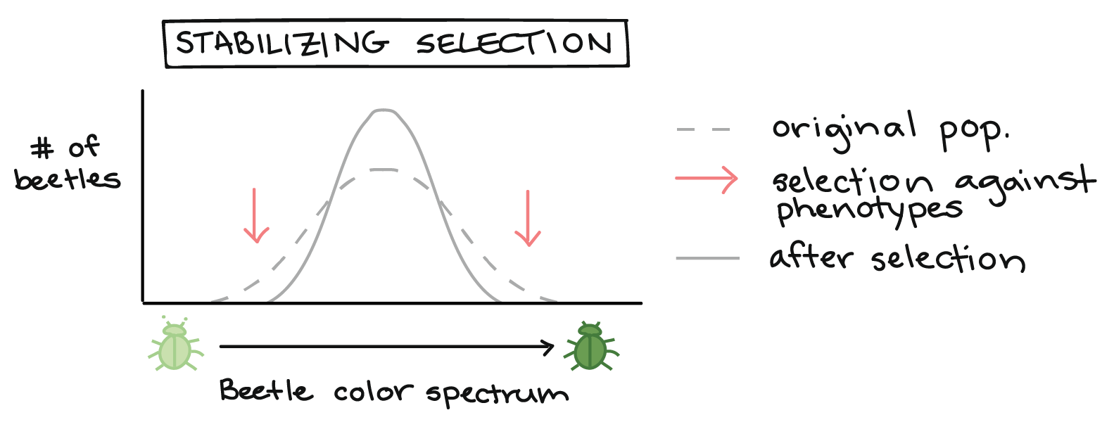 Natural Selection Tends To Act At Which Of The Following Levels?