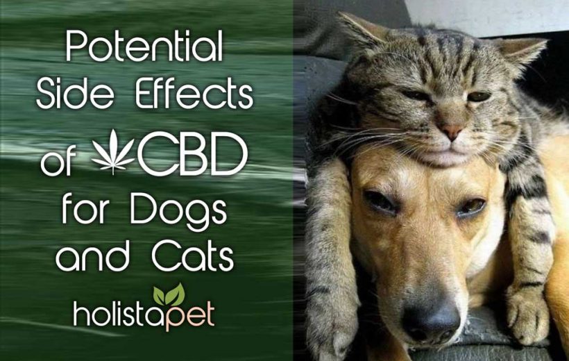 Side Effects Of Cbd Oil For Dogs