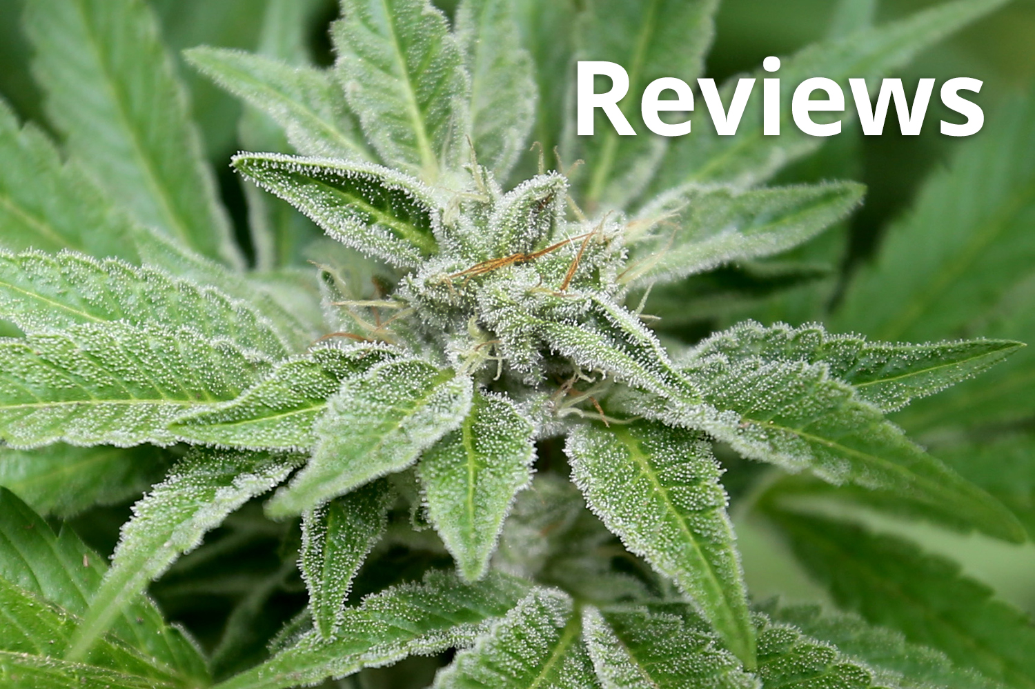Cannabis Reviews