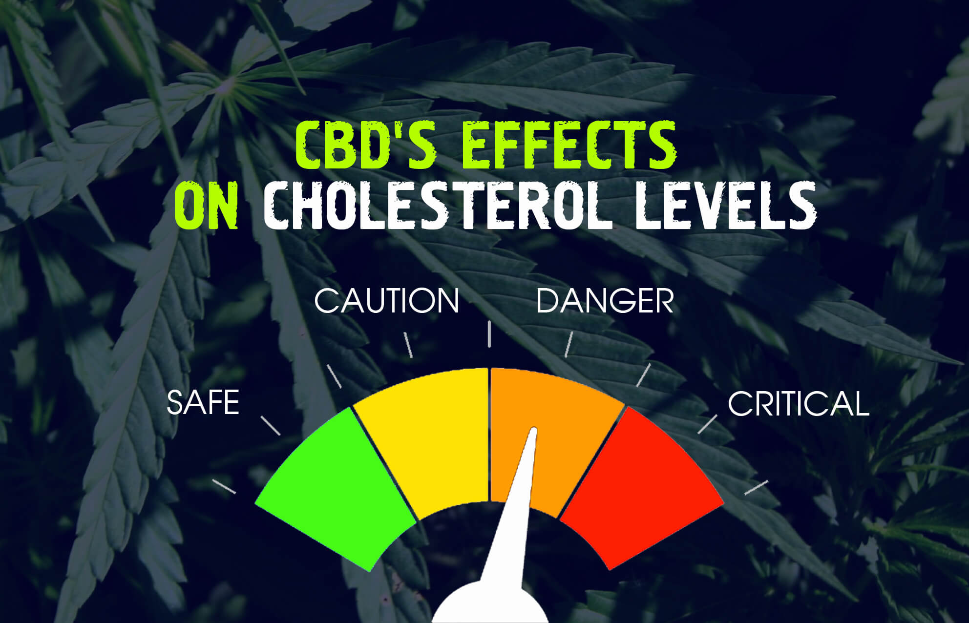 Cbd And Cholesterol