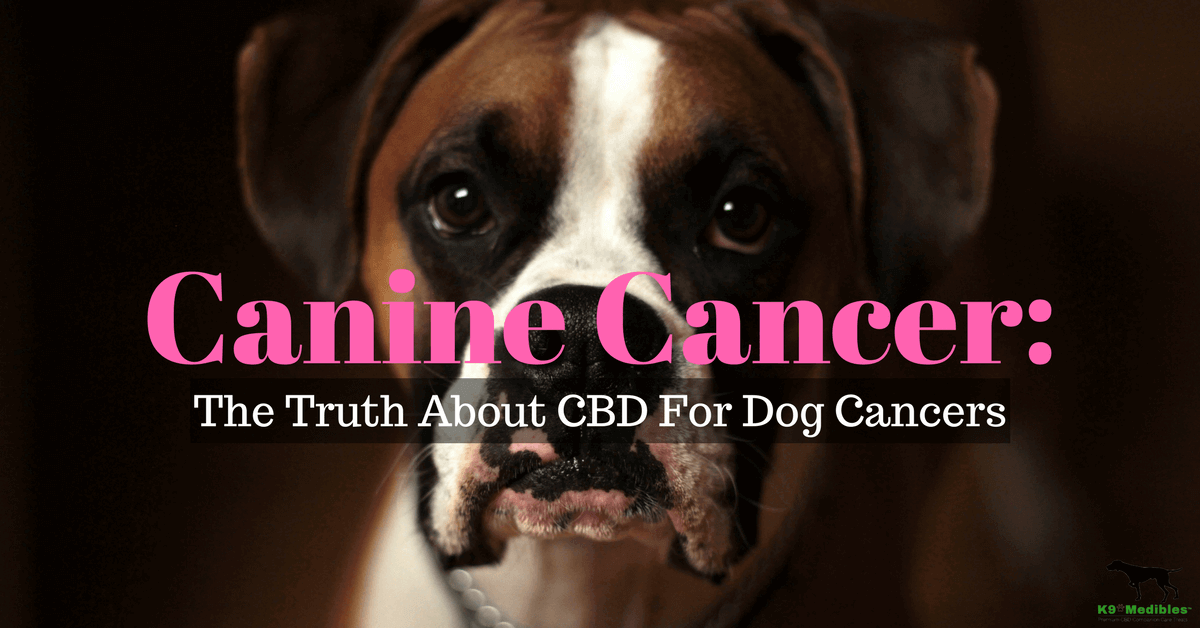 Cbd Oil For Cancer In Dogs