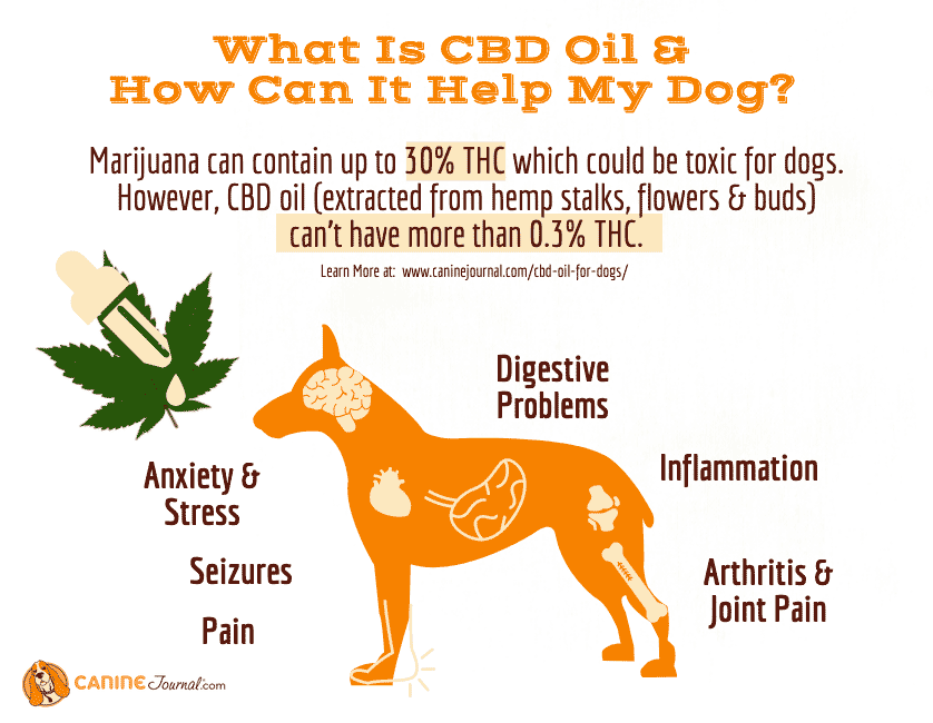 Cbd Oil For Dog Anxiety