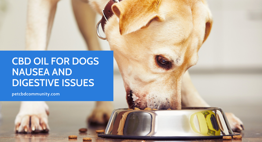 How To Use Cbd Oil To Treat Gastrointestinal Problems In Your Dog