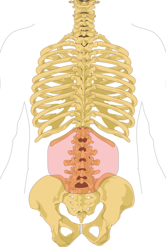 Lumbar Definition Anatomy » CBD Oil Treatments