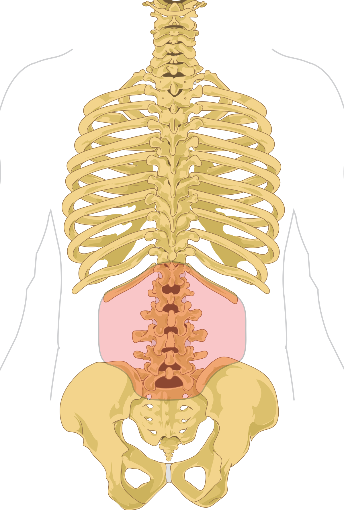 Lumbar Definition Anatomy