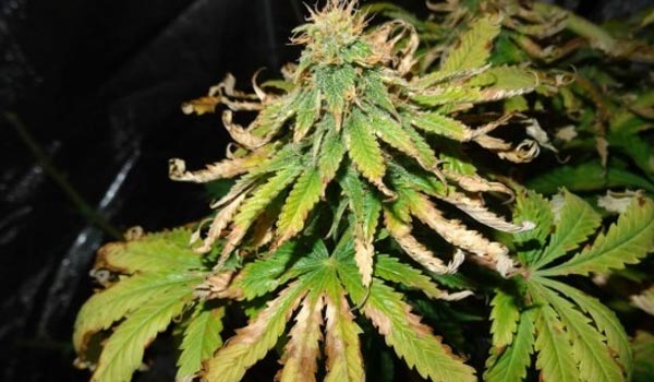 Marijuana Plant Deficiency