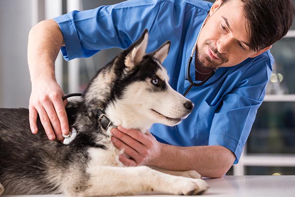 What Do Veterinarians Think Of Cbd Oil