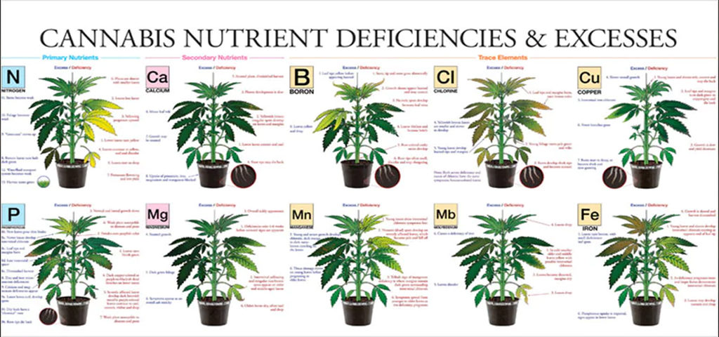 What Nutrients Are In Cbd Oil