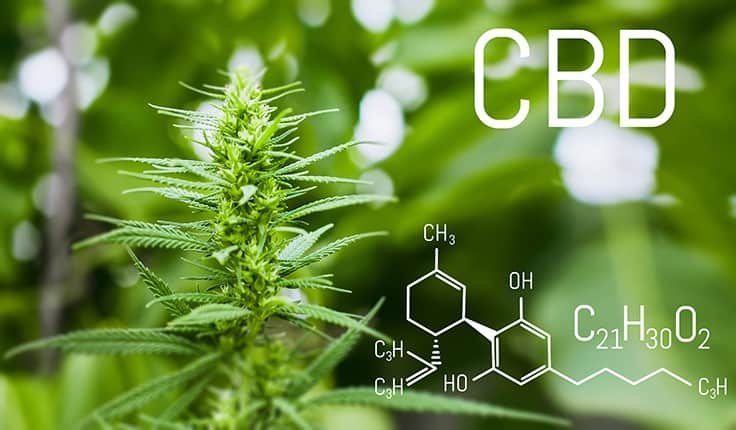 Cbd Regulations