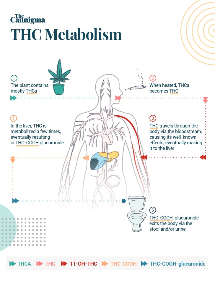 How Long Does Cbd Oil Take To Metabolize In The Liver