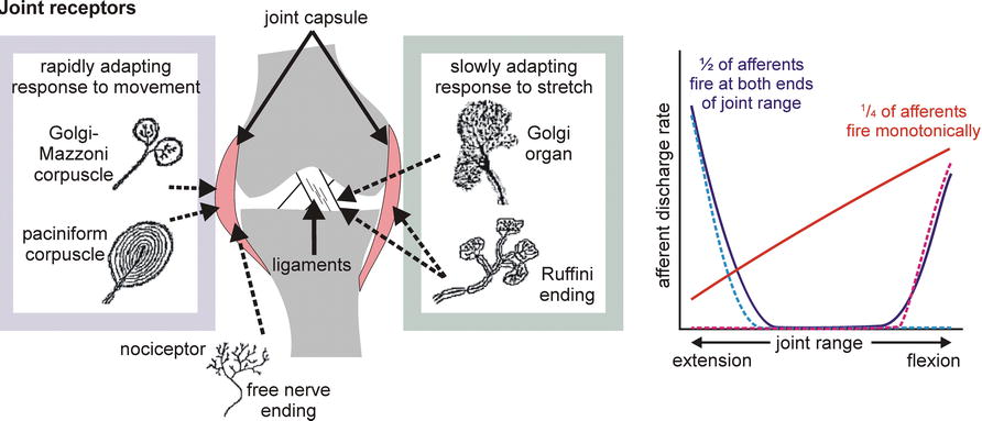 Joint Receptors