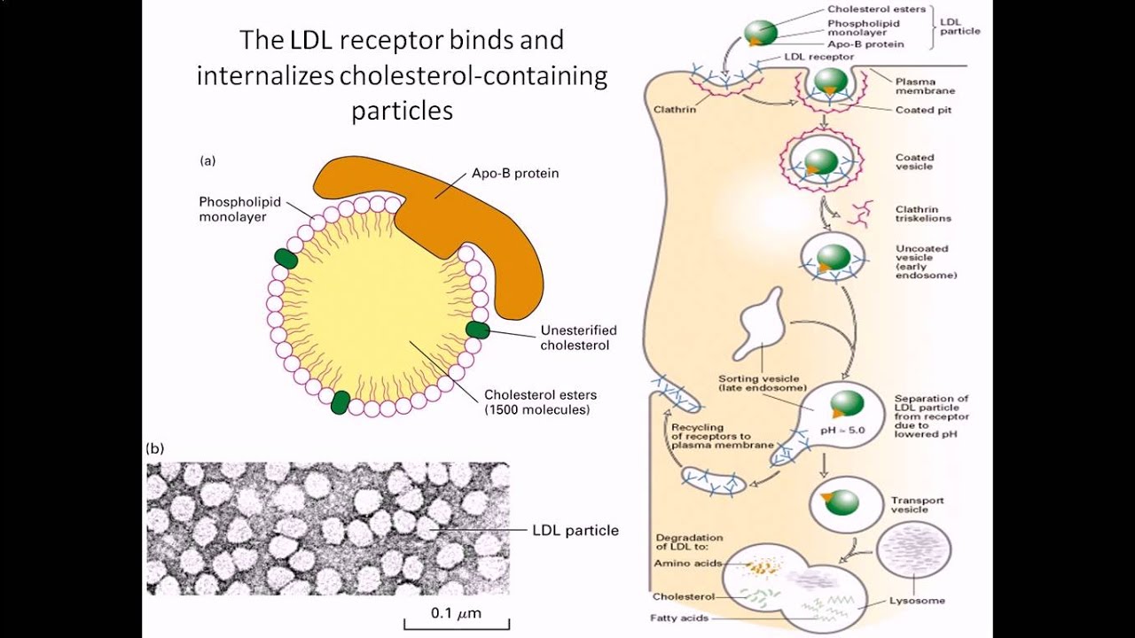 Ldl Receptors