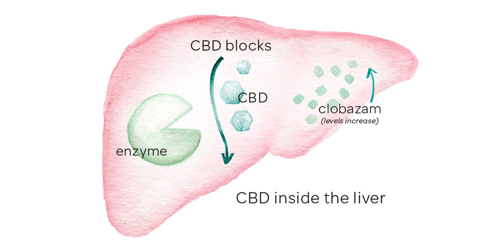 Cbd Liver Enzymes