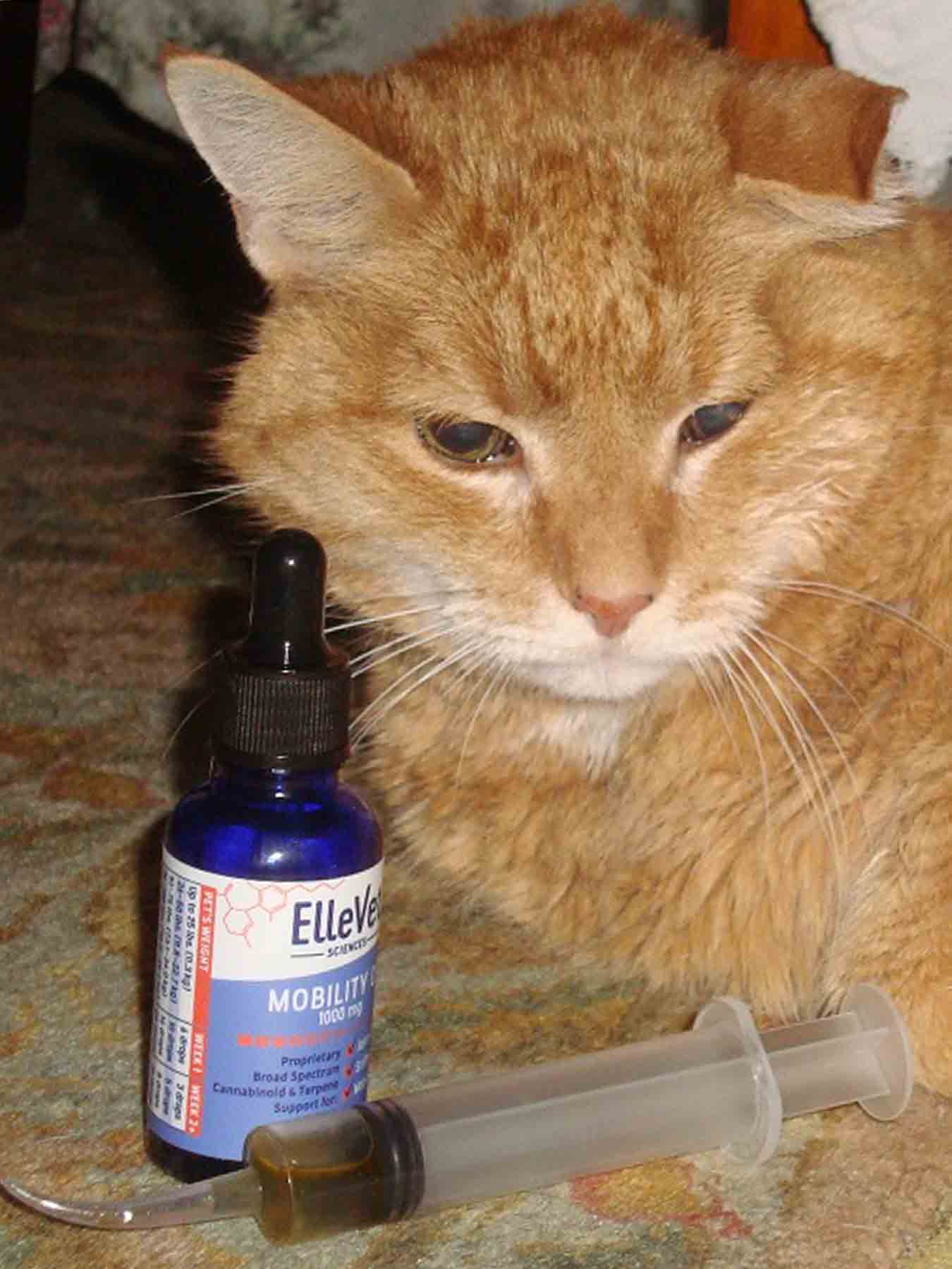 Cbd Oil For Cats With Seizures