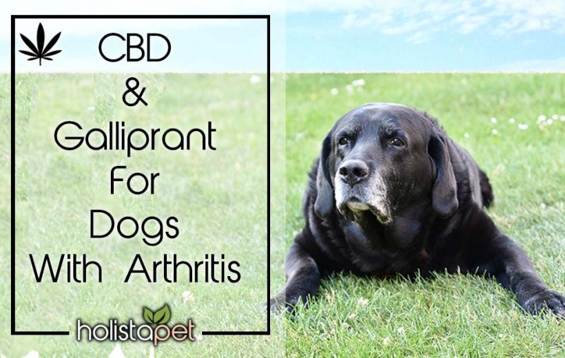 Cbd Oil For Dogs Arthritis