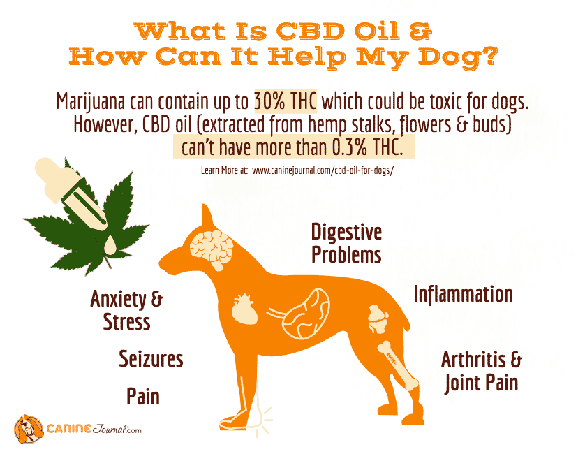 How Does Cbd Oil Help Pets?
