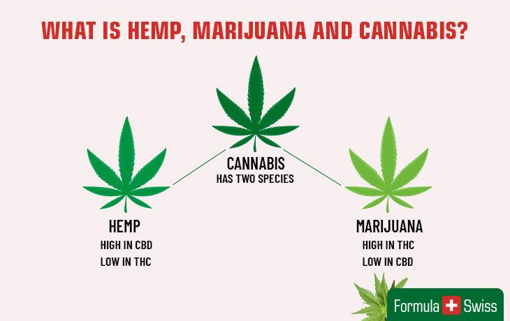 Is Hemp Cannabis