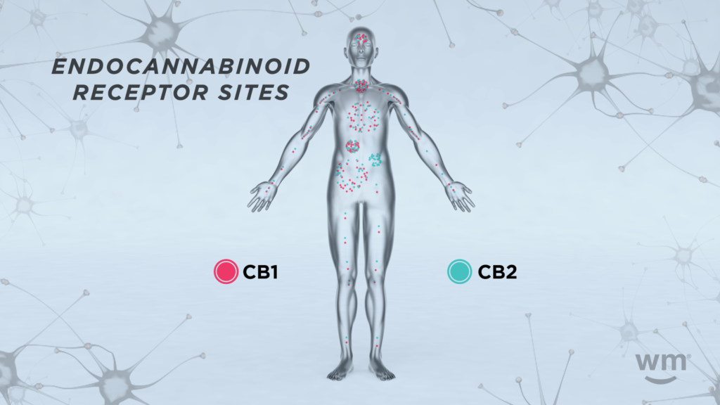 Anandamide Definition