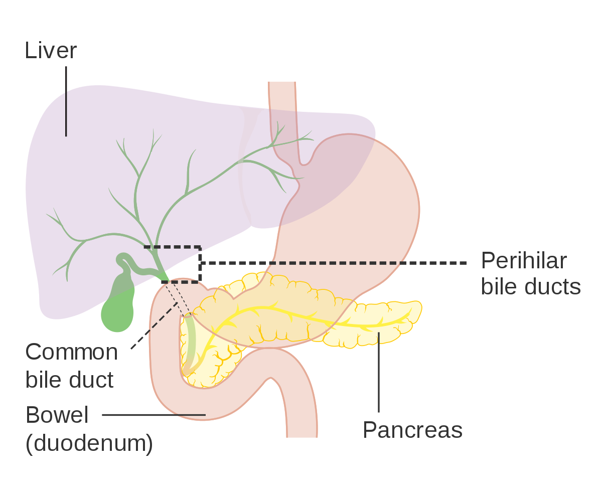 Cbd Liver