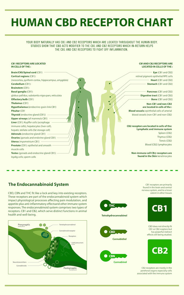 Cbd Receptors