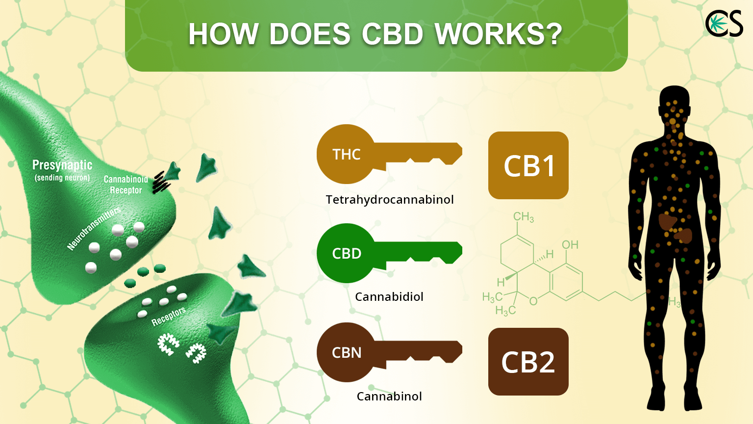 Cbd Works