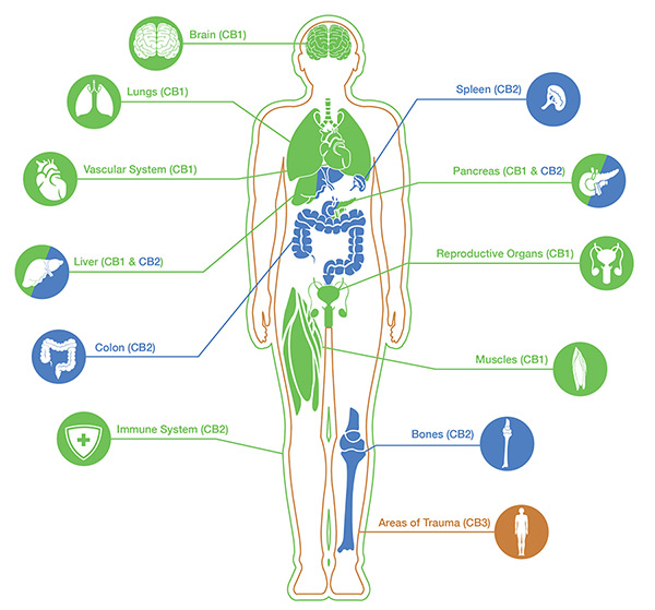 Endocannabinoid System Cbd