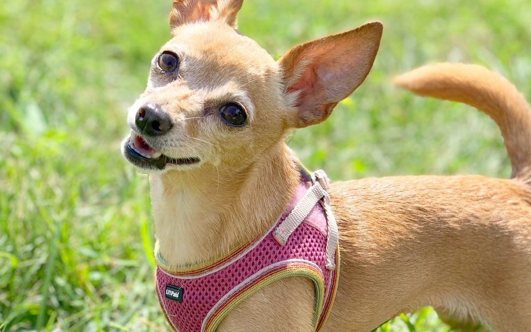 How Much Cbd Oil Can I Give A 5lb Chihuahua
