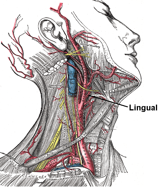 Lingual Artery