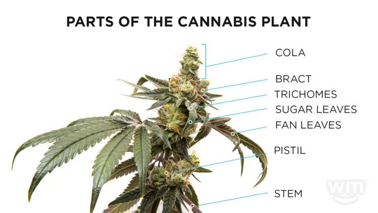 What Part Of A Marjuana Plant Has The Most Cbd Oil