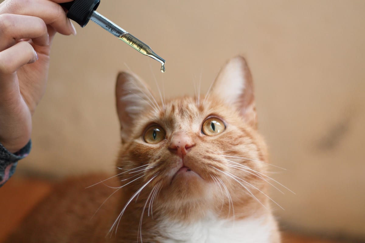 Best Cbd Oil For Cats