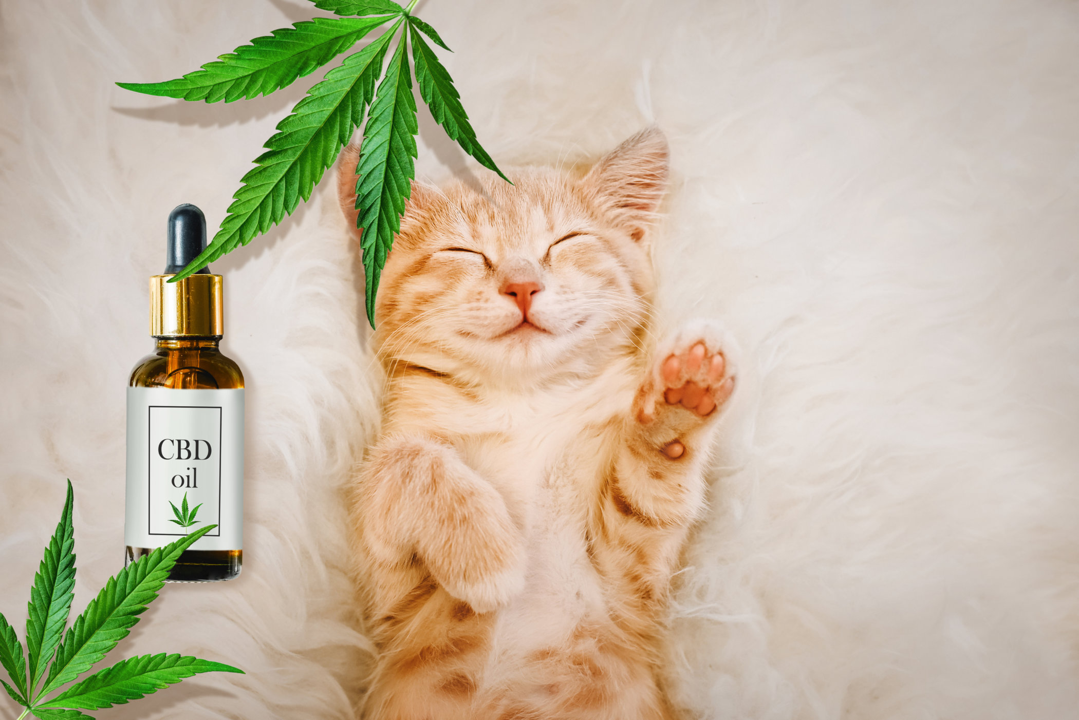 Cats And Cbd Oil