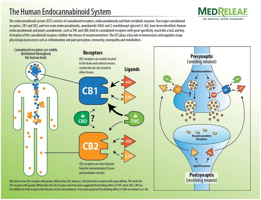 Cbd Mechanism Of Action