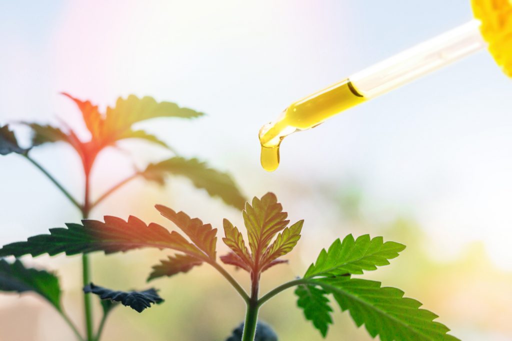 Cbd Oil Cancer Research