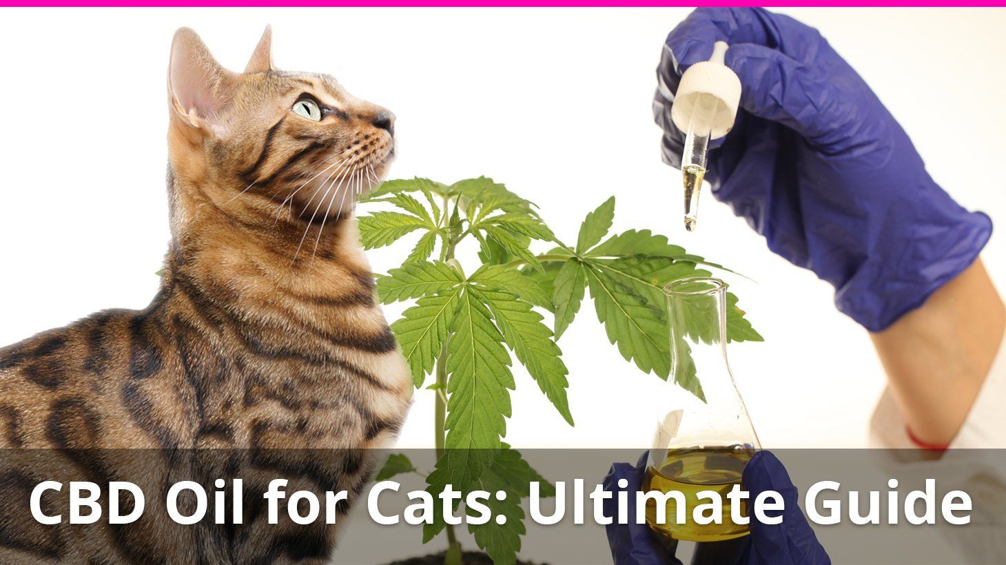 Cbd Oil For Cats With Anxiety