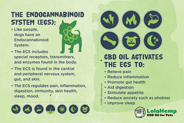 Cbd Oil For Dog Cancer